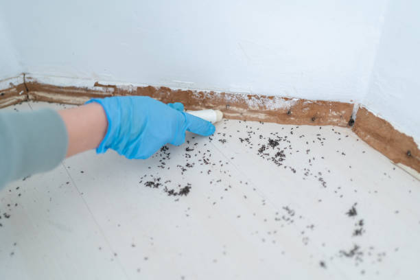 Best Flea Control Services  in West Wood, UT